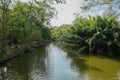 Creek flowing through lush Nipa palm grove in Bang Krachao, Thailand.