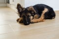 Peacefully sleeping German shepherd puppy Royalty Free Stock Photo