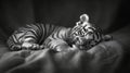 A peacefully sleeping white tiger cub lies on a soft blanket Royalty Free Stock Photo
