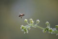 Peacefulness, freedom, softness and a bee