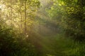 Peacful morning trail. Royalty Free Stock Photo