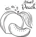 Peach fruit sketch, hand drawn vector illustration. For brochures, banner, restaurant and market menus Royalty Free Stock Photo