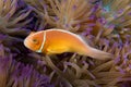 A Peach Anemone Fish hides amongst tentacles