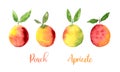 Peach Apricote Yellow Orange Pink watercolor set images. Bright hand painted berries isolated on white background Royalty Free Stock Photo