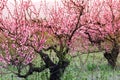 Peach bloom garden view background