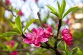Peach blossom Royalty Free Stock Photo