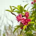 Peach blossom