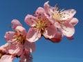 Pink Peach Blossom Branch with soft petals and stamens on blue sky background,peach blossom macro,beauty in nature,