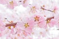 Peach blossom Royalty Free Stock Photo