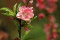 Peach blossom