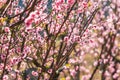 Peach blossom