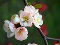 Peach blossom Royalty Free Stock Photo