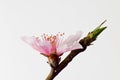 Peach blossom