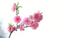 Peach blossom Royalty Free Stock Photo
