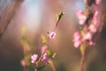 Peach Blossom, against a blue sky, Veroia, Greece. Close-up picture of beautiful pink peach flowers