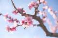 Peach Blossom, against a blue sky, Veroia, Greece. Close-up picture of beautiful pink peach flowers Royalty Free Stock Photo