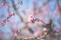 Peach Blossom, against a blue sky, Veroia, Greece. Close-up picture of beautiful pink peach flowers Royalty Free Stock Photo