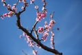 Peach Blossom, against a blue sky, Veroia, Greece. Close-up picture of beautiful pink peach flowers Royalty Free Stock Photo