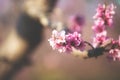 Peach Blossom against a blue sky, Veroia, Greece. Close-up picture of beautiful pink peach flowers Royalty Free Stock Photo