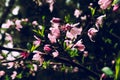 Peach blossom-Amygdalus persica L Royalty Free Stock Photo