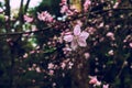Peach blossom-Amygdalus persica L Royalty Free Stock Photo