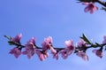 Peach blossom - beautiful pink flowers on branches, against a blue sky background. Early spring concept Royalty Free Stock Photo