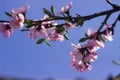 Peach blossom - beautiful pink flowers on branches, against a blue sky background. Early spring concept Royalty Free Stock Photo