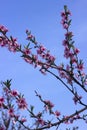 Peach blossom - beautiful pink flowers on branches, against a blue sky background. Early spring concept Royalty Free Stock Photo