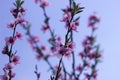 Peach blossom - beautiful pink flowers on branches, against a blue sky background. Early spring concept Royalty Free Stock Photo