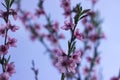 Peach blossom - beautiful pink flowers on branches, against a blue sky background. Early spring concept Royalty Free Stock Photo