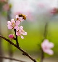 Peach blossom & Bee