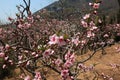 Peach blossom of blooming Royalty Free Stock Photo