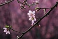 Peach blossom blooming in spring Royalty Free Stock Photo