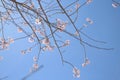 Peach blossom and the blue sky Royalty Free Stock Photo