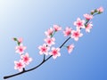 Peach blossom branch vector illustration.