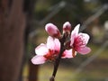 peach blossom bud in spring