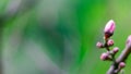 Peach blossom bud on tree branch on the blurred green and lilac background. Royalty Free Stock Photo