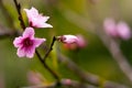 Peach blossom bud on tree branch on the blurred green and lilac background. Royalty Free Stock Photo