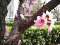 Peach blossom close photo in spring