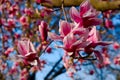 Peach Blossom in Delaware Royalty Free Stock Photo