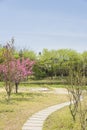 Peach blossom and Flagstone path