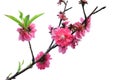 Peach blossom flower Royalty Free Stock Photo