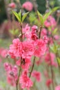 Peach blossom flower Royalty Free Stock Photo