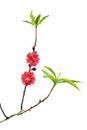 Peach blossom flower Royalty Free Stock Photo