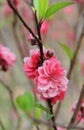 Peach blossom flower Royalty Free Stock Photo