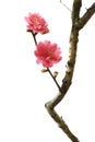 Peach blossom flower Royalty Free Stock Photo
