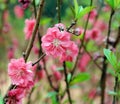 Peach blossom flower Royalty Free Stock Photo