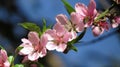 Peach blossom