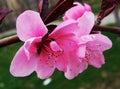 Peach blossom, Flower,