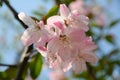 Peach blossom Royalty Free Stock Photo